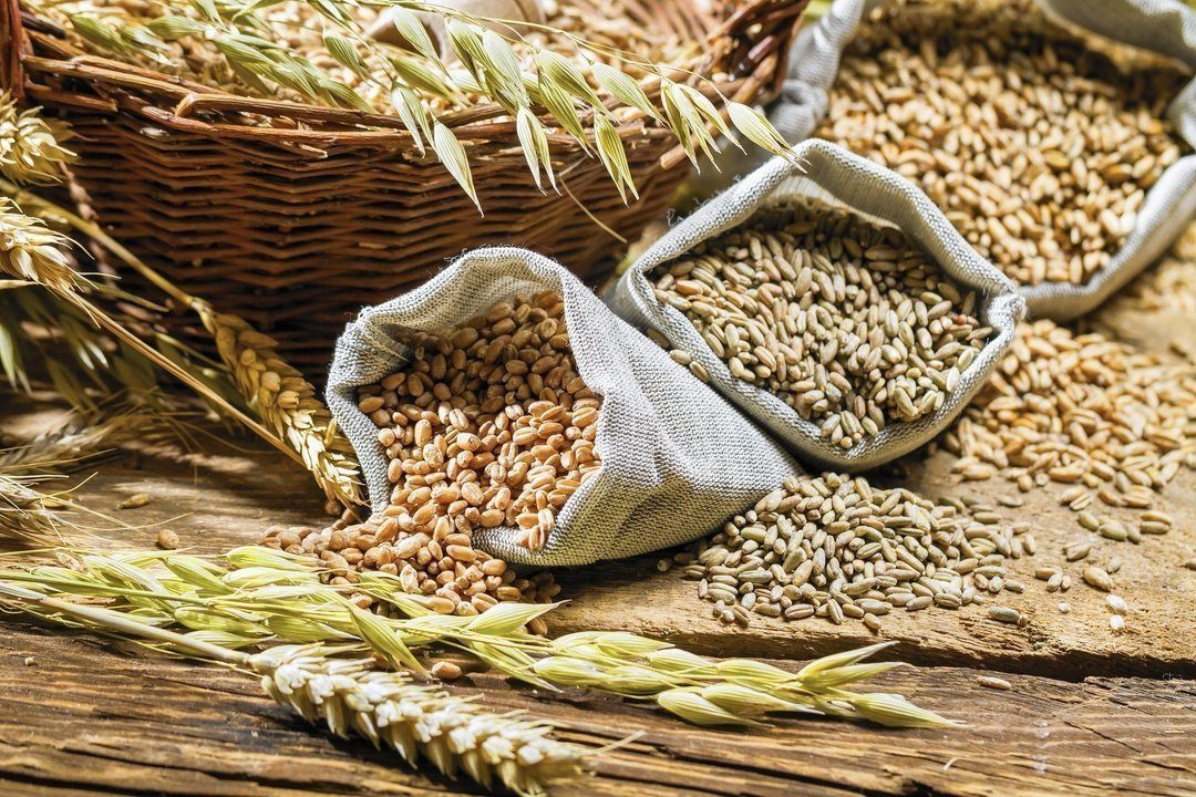 عقود القمح تحقق مكاسب قبل صدور تقرير وزارة الزراعة الأمريكية حول مخزونات الحبوب