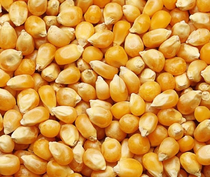 بسبب الجفاف.. روسيا تتوقع انخفاض محصول الحبوب ​​إلى 135-136 مليون طن في عام 2024
