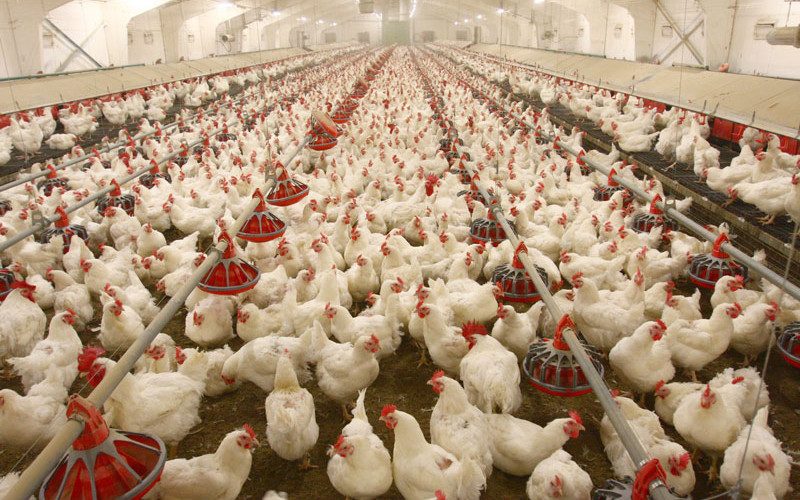 الزراعة: الدولة تولي اهتماما كبيرا بملف الدواجن.. واتخذنا إجراءات استباقية لحل الأزمة