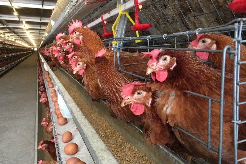 فرست جرين لـ”قلم بيطري”: خسائر المربين بنحو 20 جنيه لطبق بيض المائدة