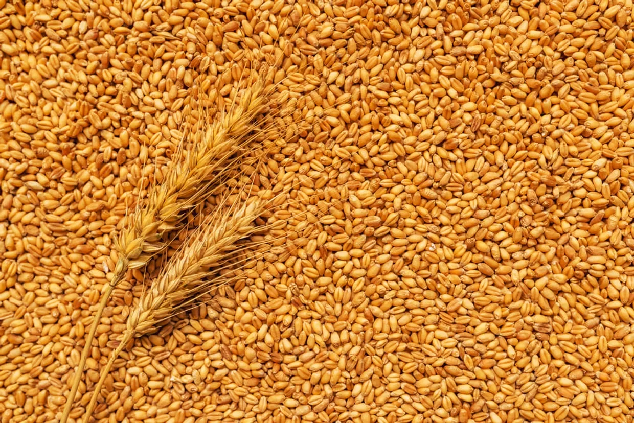 القمح يغلق تداولات الإثنين مرتفعا بدعم إضافي من العقود الآجلة للذرة والآمال في مبيعات التصدير