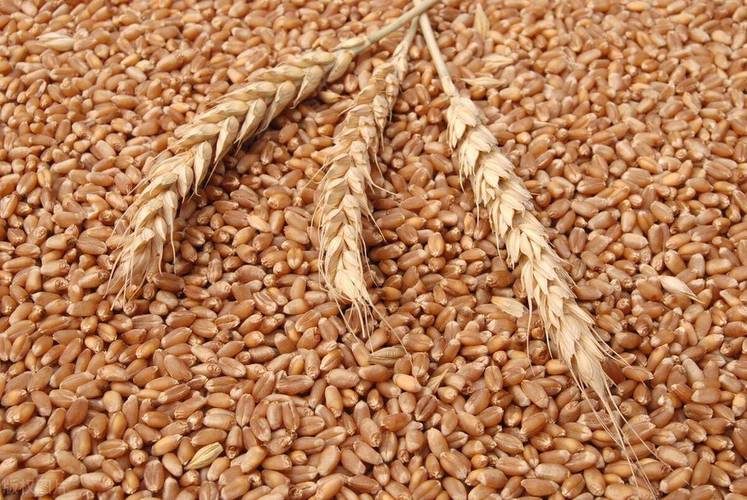 روسيا تصدر مليوني طن من القمح في الأيام العشرة الأولى من نوفمبر 2025
