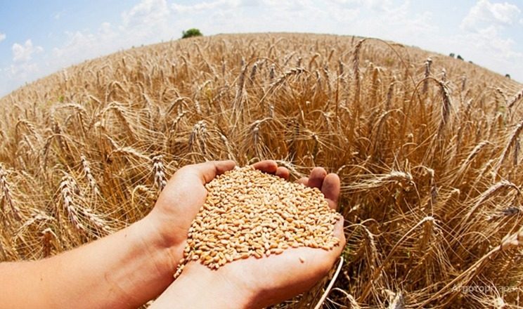 أستراليا تصدر أكثر من 2.5 مليون طن من القمح في مايو