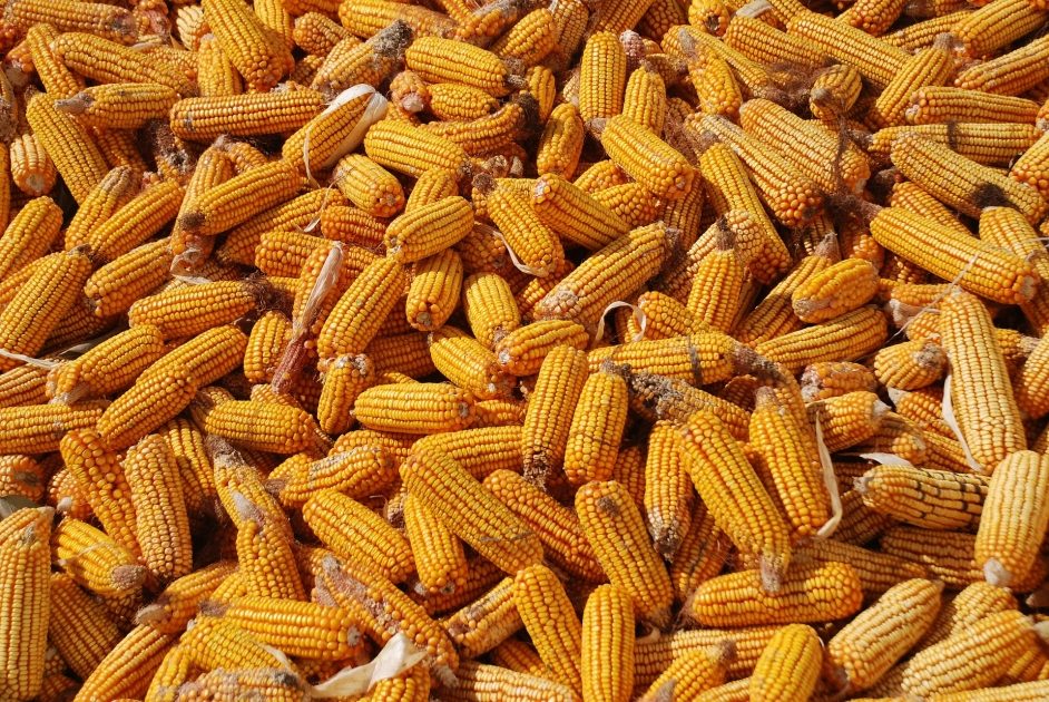 الصين تواصل إلغاء شحنات الذرة الأوكرانية بنحو مليون طن بهدف تخفيف العرض الزائد المحلي