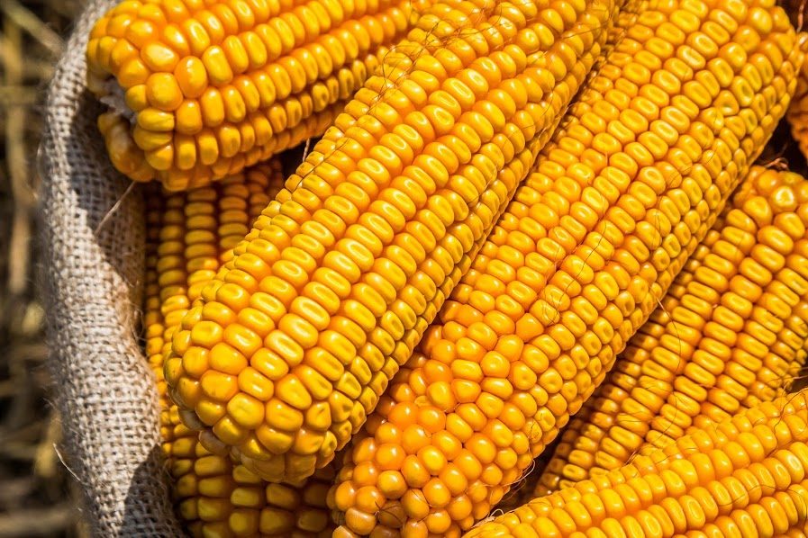 مبيعات الذرة الأمريكية تسجل 1.26 مليون طن خلال الأسبوع الماضي