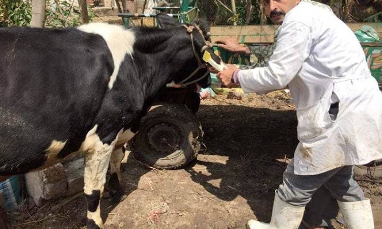الكشف على 199 حيوان و2840 حالة طيور وعلاجها بالشرقية