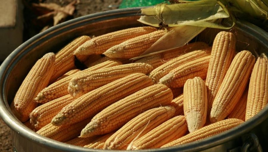 العقود الآجلة للذرة والقمح الأمريكية تنخفض لمستويات غير مسبوقة