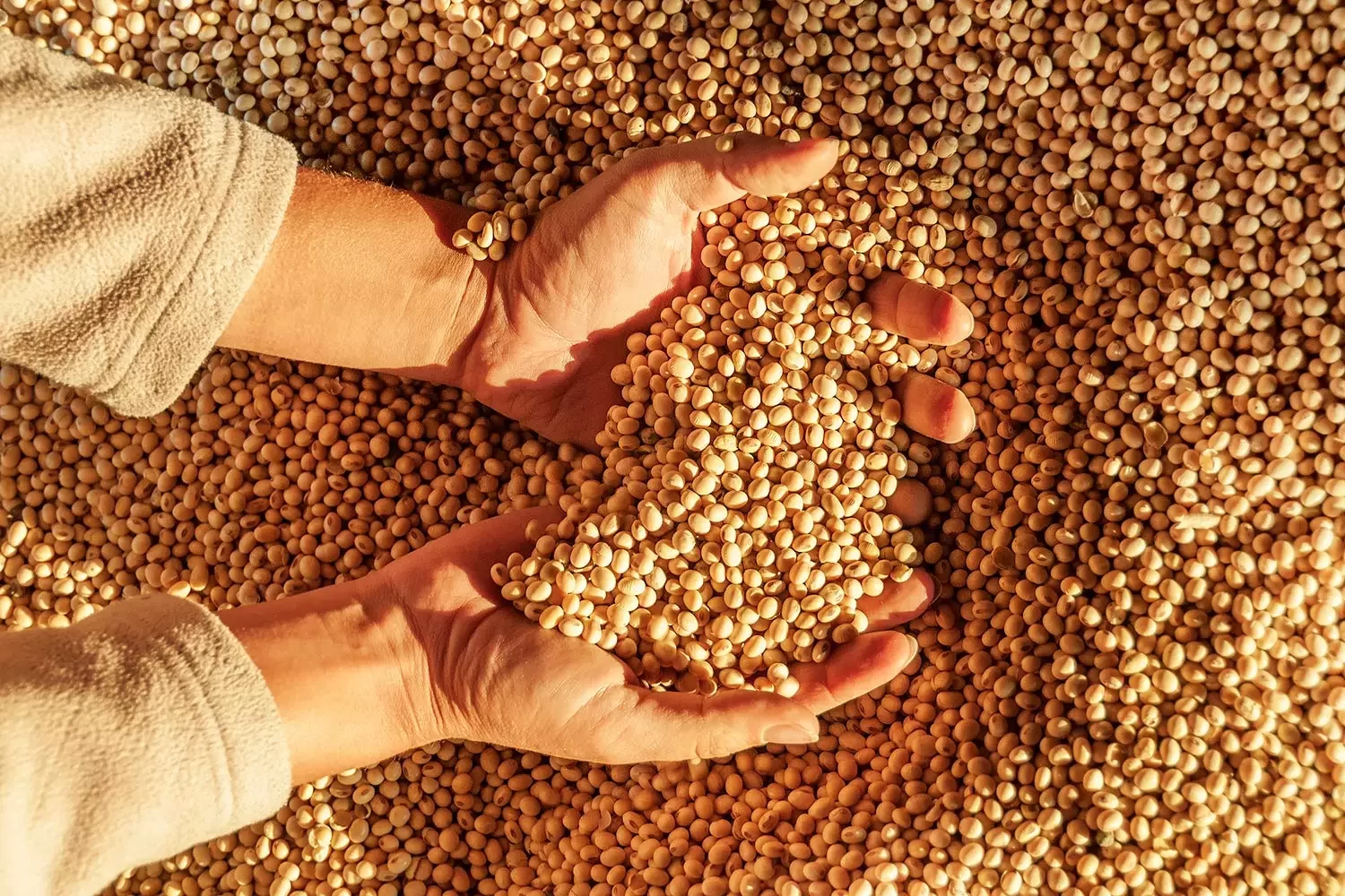 المكسيك ومصر أبرز الوجهات.. مبيعات فول الصويا الأمريكي تسجل 305.3 ألف طن خلال الأسبوع