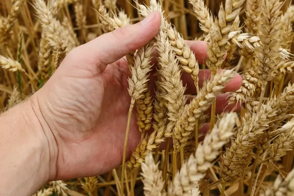 الولايات المتحدة تبيع 567,8 ألف طن من القمح من حصاد الموسم الحالي