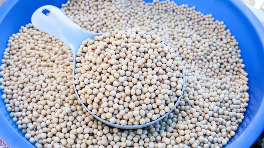 ارتفاع أسعار فول الصويا في شيكاغو وسط تأخر الزراعة في البرازيل