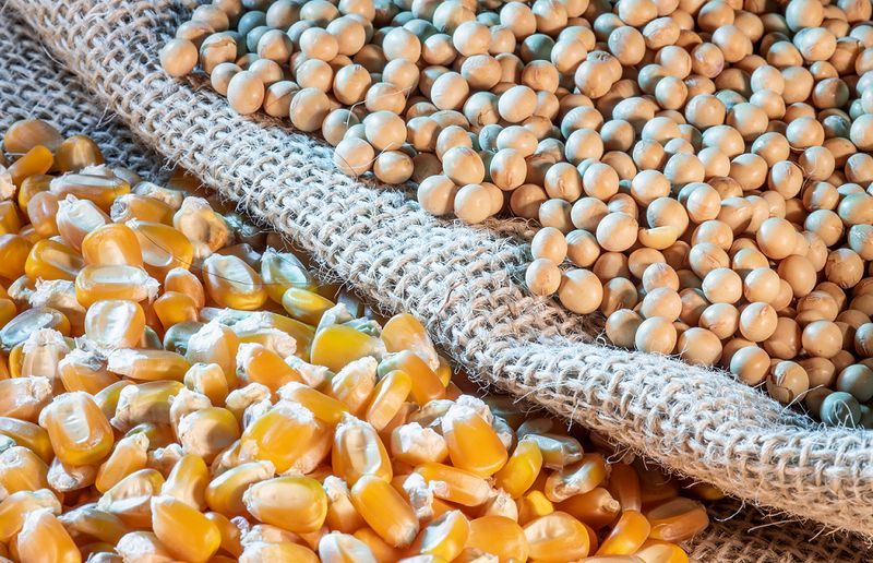 الصين تشتري فول الصويا الأمريكي ومبيعات جديدة من الذرة الأمريكية