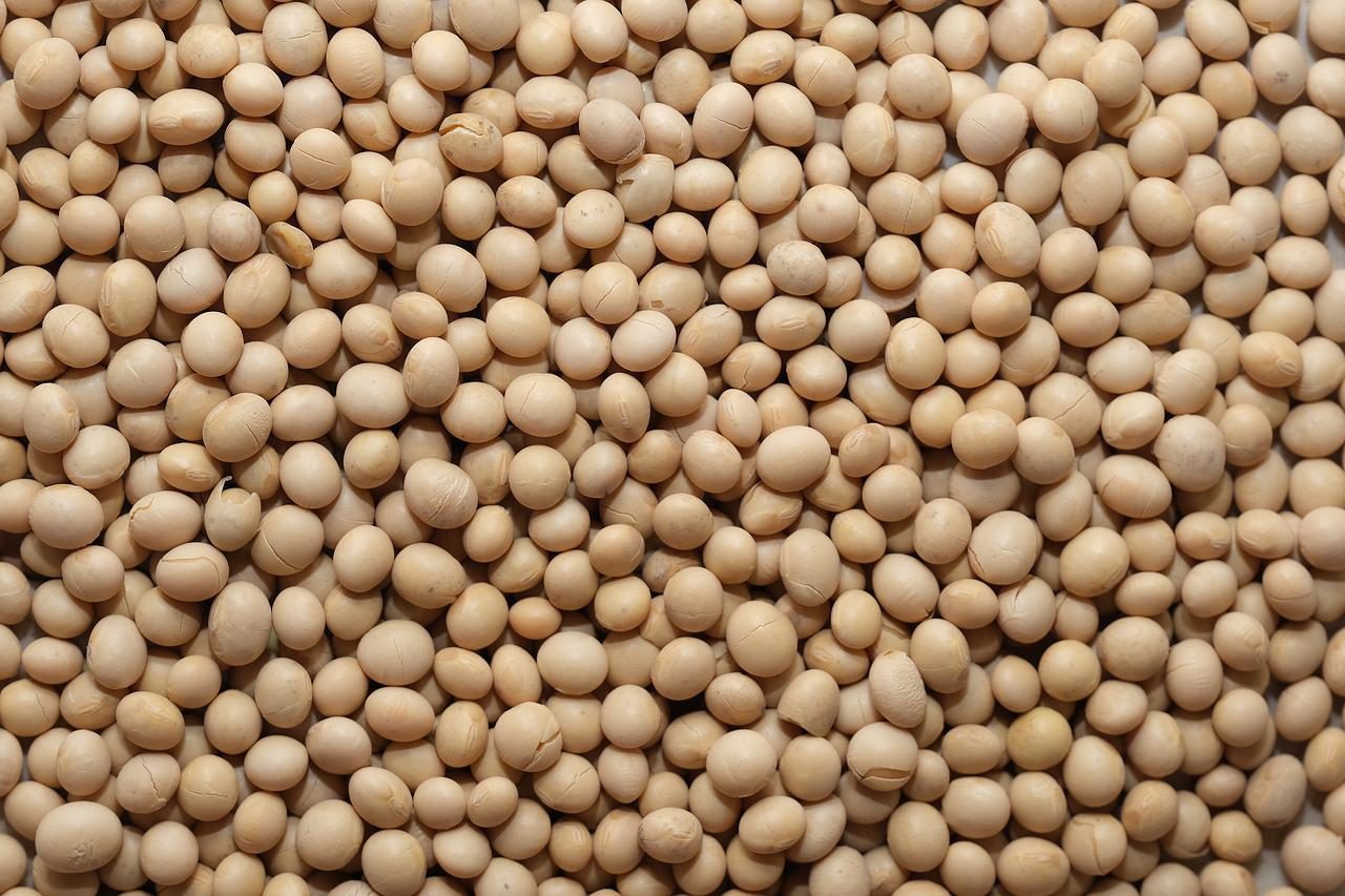 مبيعات فول الصويا الأمريكية الأسبوعية تنخفض 282,900 طن.. أقل من تقديرات السوق