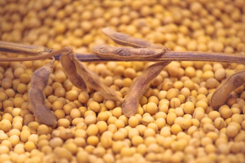 الأرجنتين تزرع 45٪ من فول الصويا والصين تشتري 132 ألف طن من المحصول الأمريكي