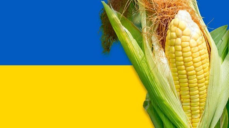 صادرات الذرة الأوكرانية تتجاوز 17 مليون طن للموسم الحالي