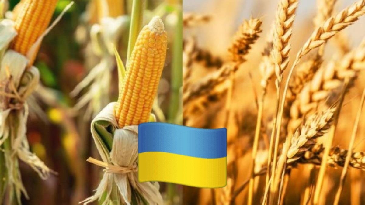 صادرات أوكرانيا من الحبوب تقترب من 7 ملايين طن
