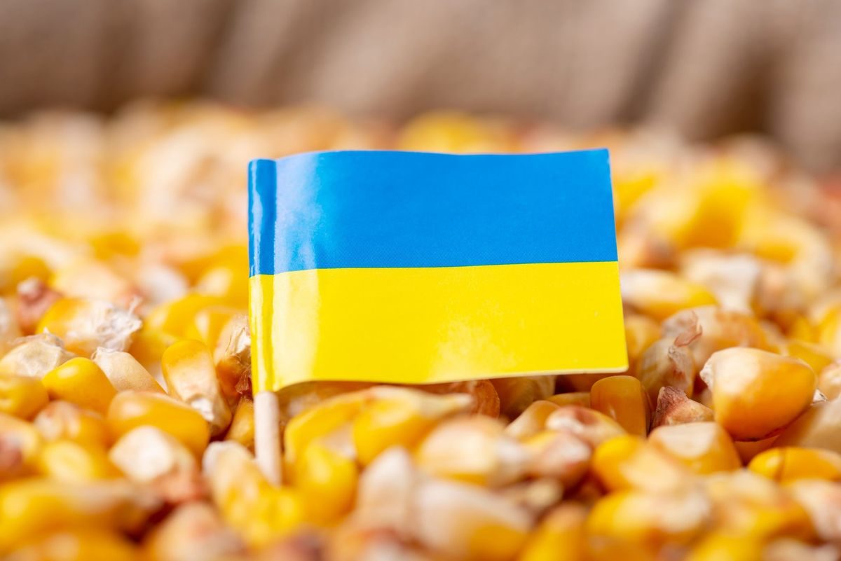 أوكرانيا تصدر 1.151 مليون طن من الذرة في أبريل