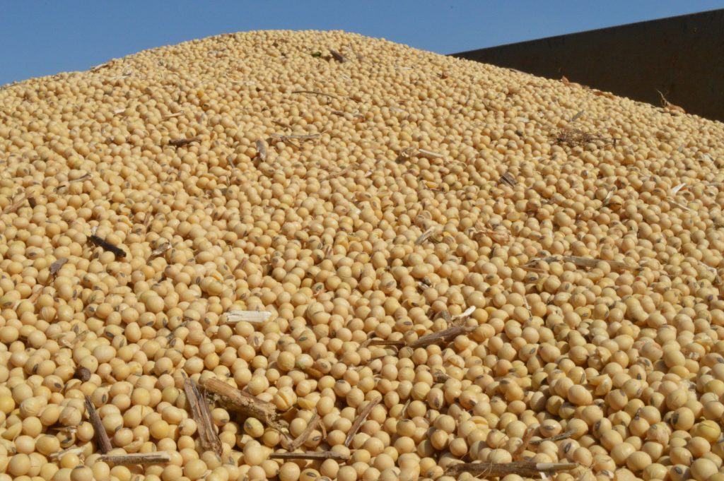 ارتفاع أسعار فول الصويا في أوكرانيا وسط تأخير الإمدادات من أمريكا الجنوبية