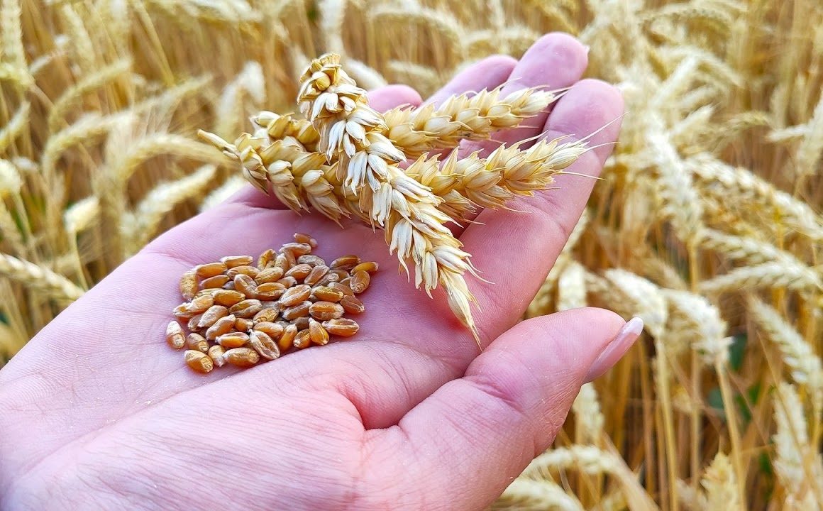 انخفاض العقود الآجلة للقمح في ختام تعاملات الاثنين نتيجة لتراجع فني بعد 3 جلسات من الارتفاع