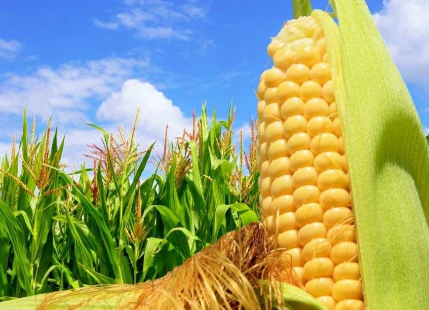 البرازيل تبدأ زراعة محصول الذرة الأول