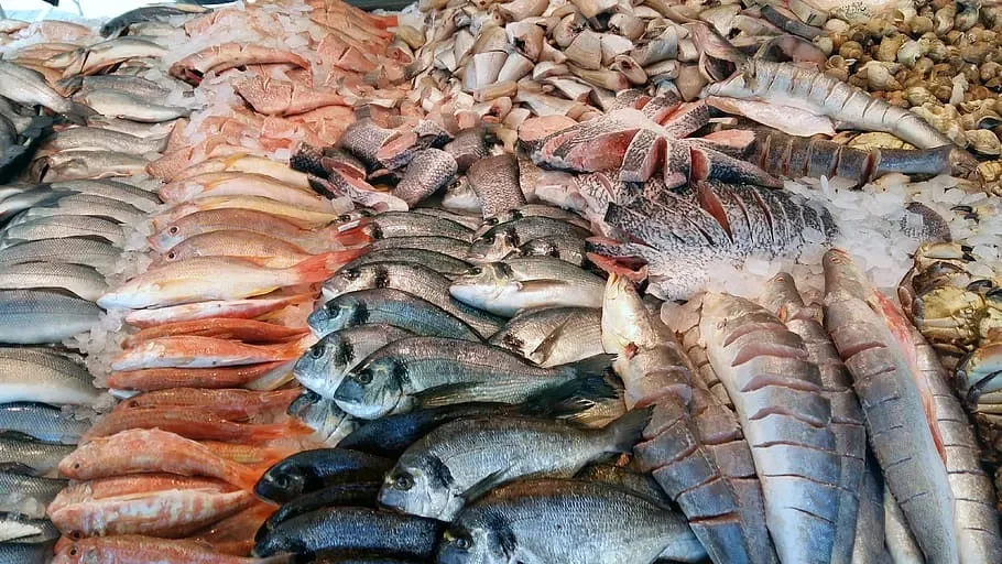 أسعار السمك