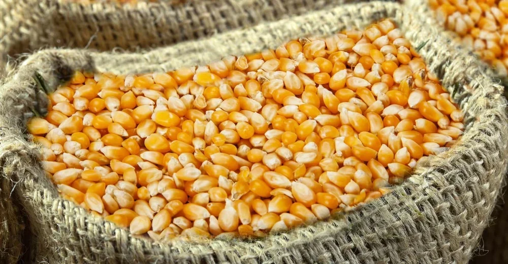 الذرة