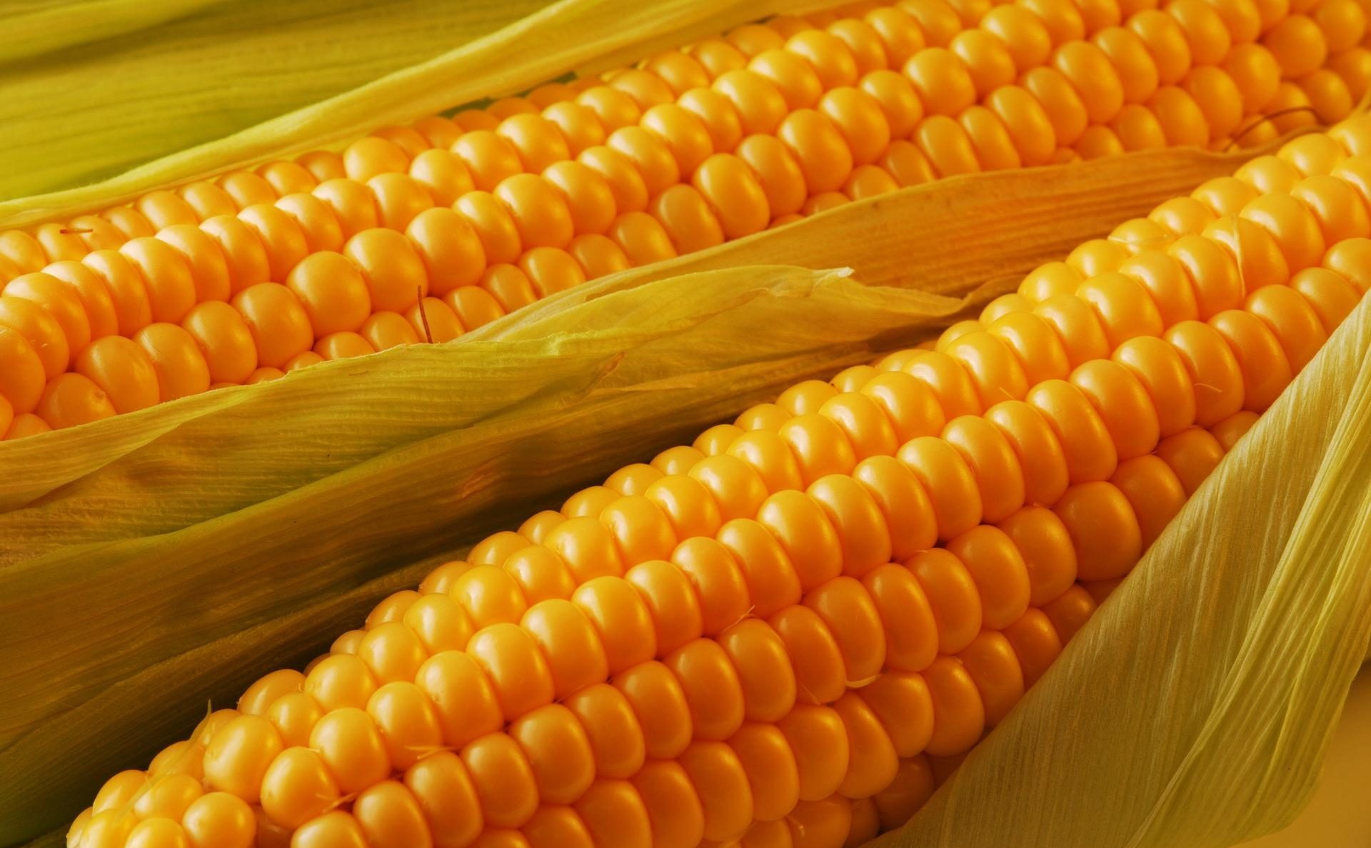 الذرة