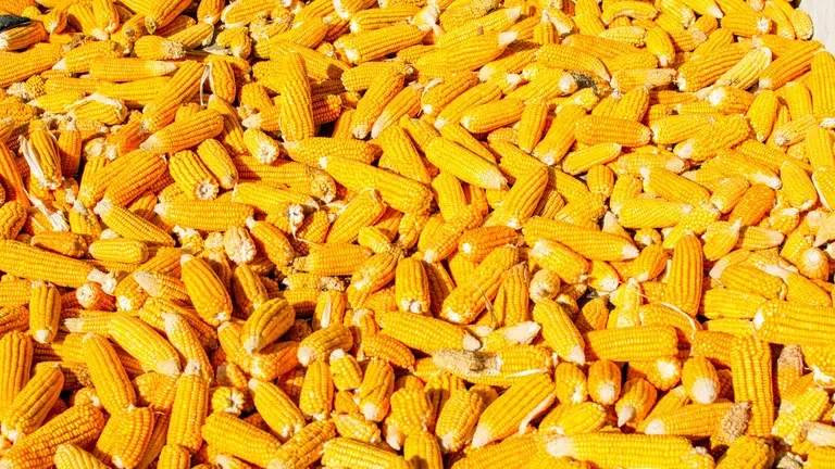 أسعار الذرة
