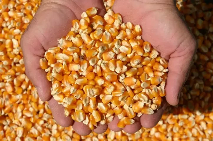 الذرة