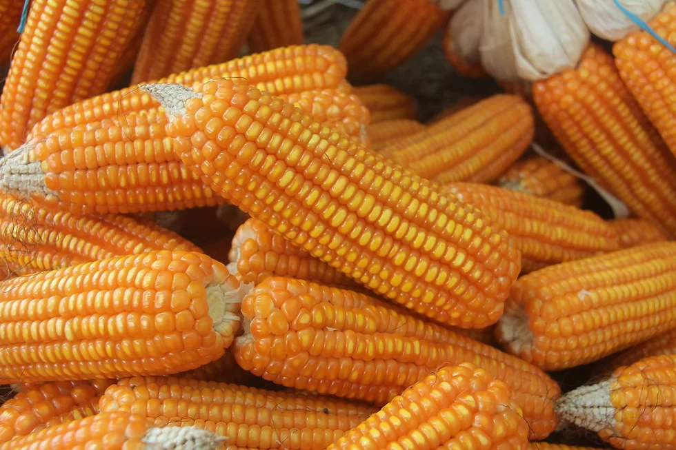 الذرة