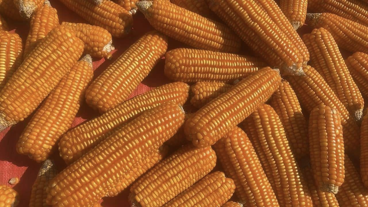 الذرة
