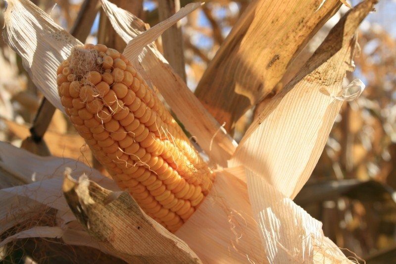 العقود الآجلة للذرة
