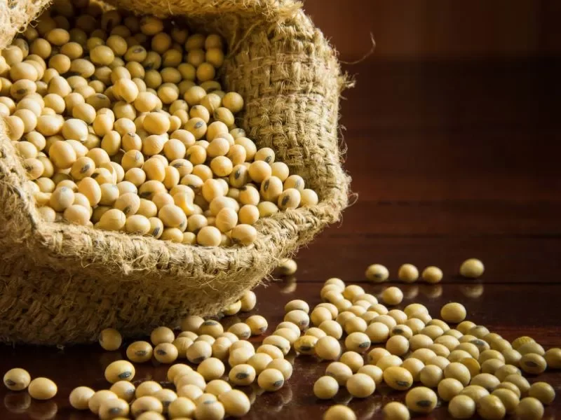 أسعار فول الصويا في بورصة شيكاغو تهبط للأسبوع