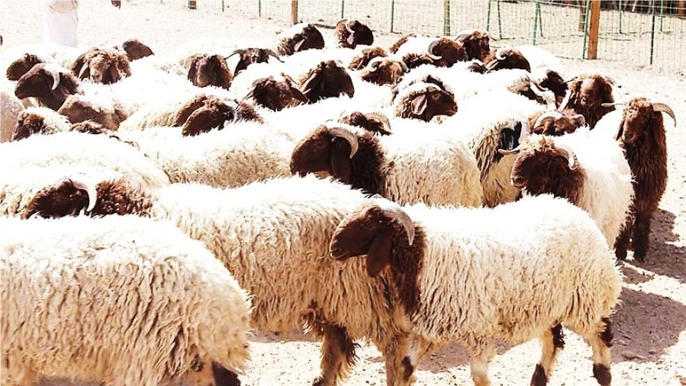 أسواق الماشية