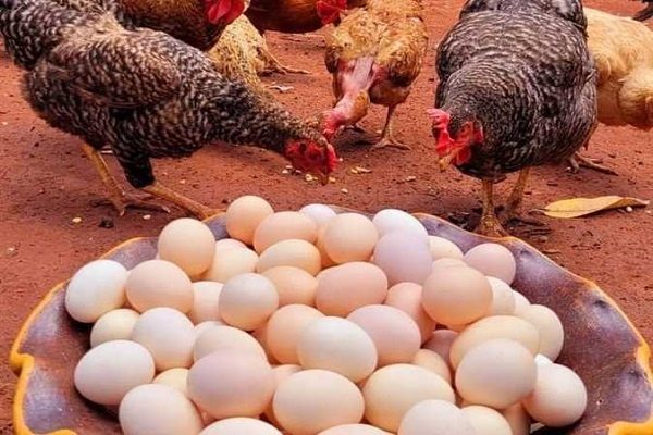 تراجع الفراخ البيضاء وارتفاع الساسو واستقرار باقي الأصناف.. أسعار الدواجن اليوم الإثنين بالمزارع