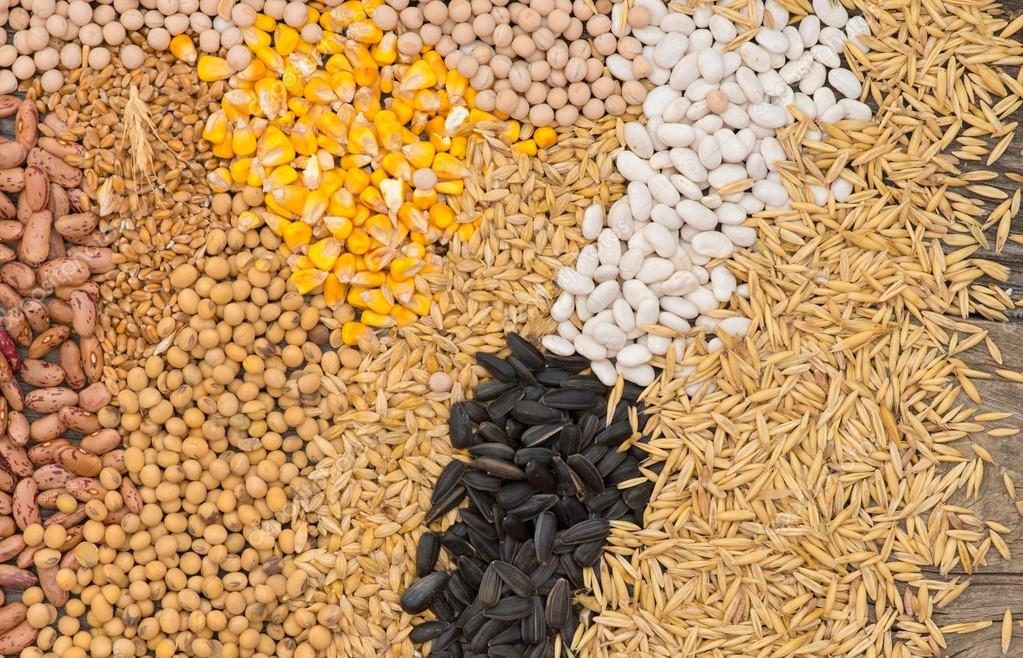 الصين تسعى إلى زيادة إنتاج الحبوب لضمان الأمن الغذائي