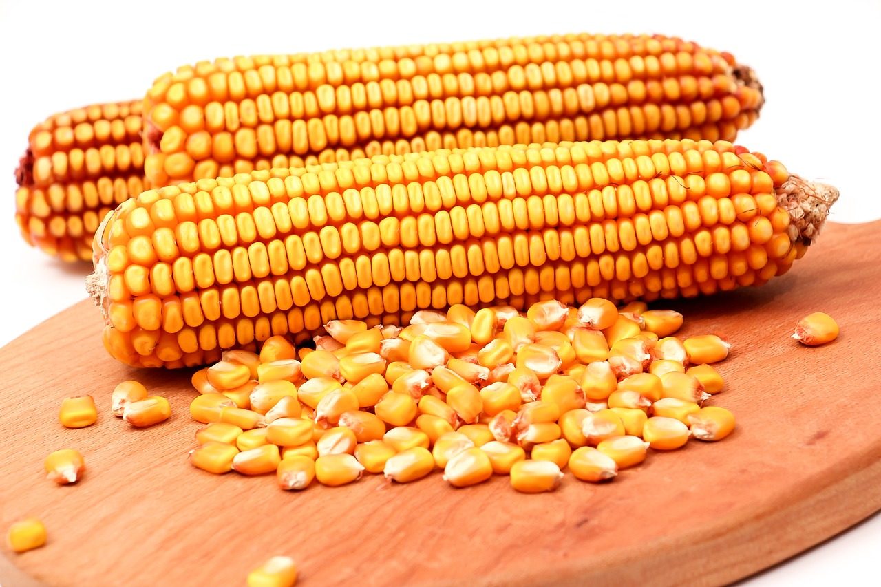 سعر الذرة