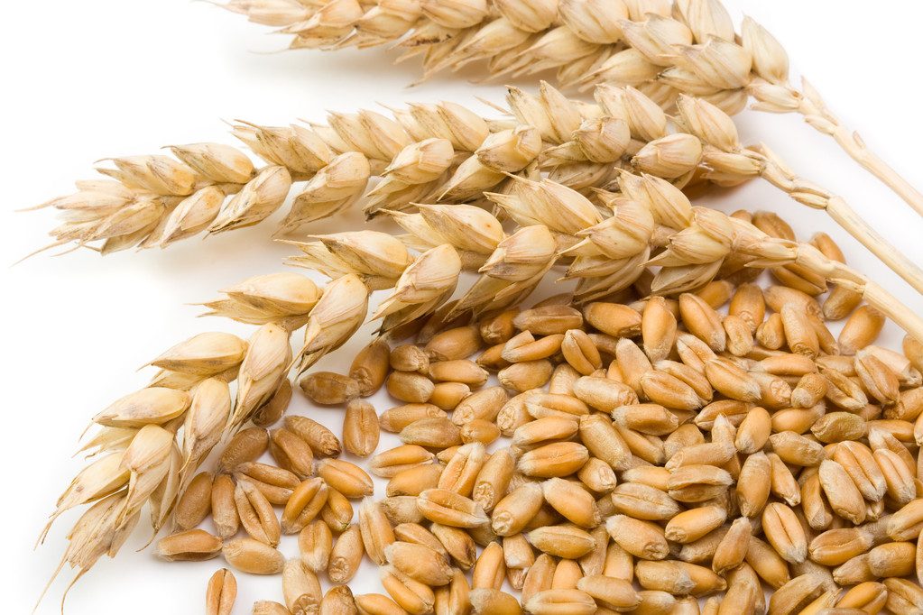 صادرات القمح