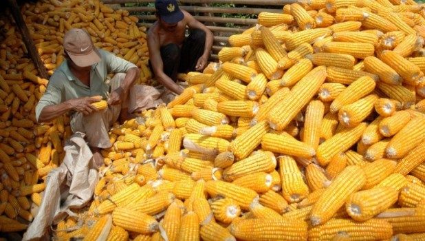 عمليات التفتيش على الذرة في الولايات المتحدة تصل إلى مليون طن