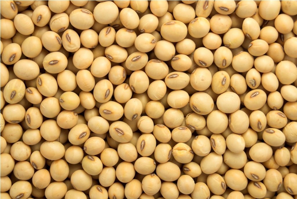 فول الصويا