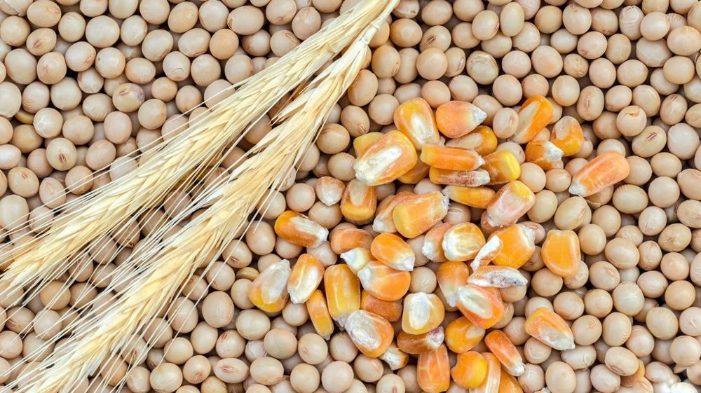 عقود الحبوب
