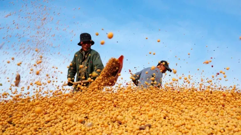 الصويا