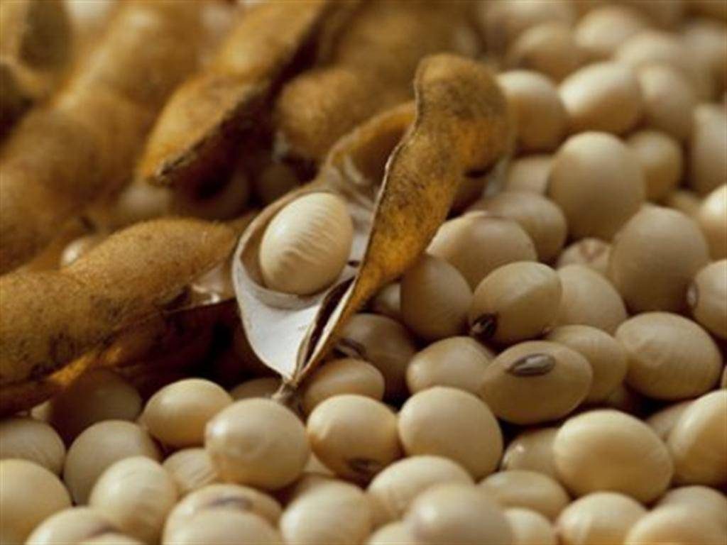 فول صويا